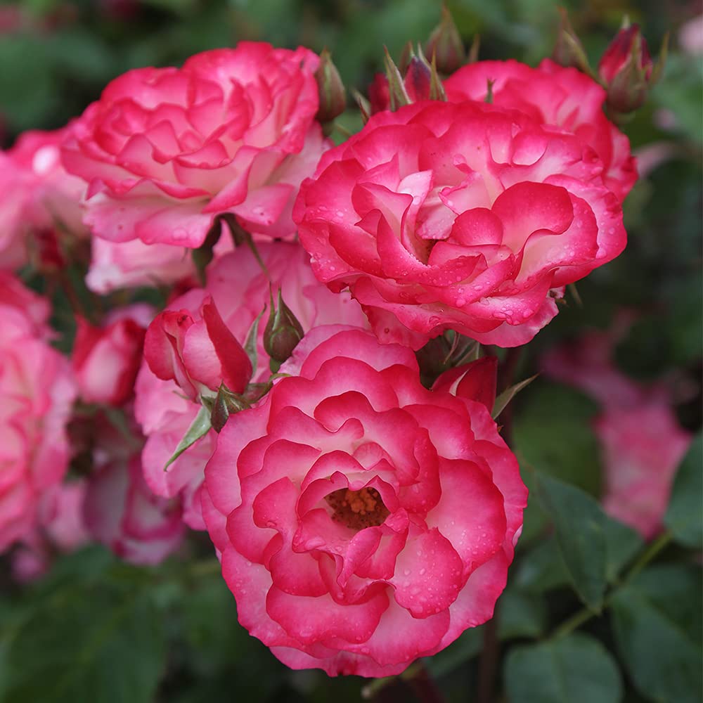 Amazon.com : Heirloom Floribunda Roses, Live Own Root Plant for